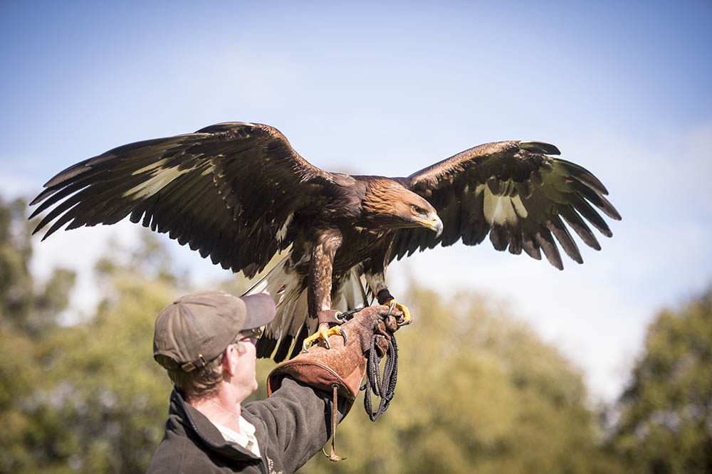 Gleneagles Scotland Falconry