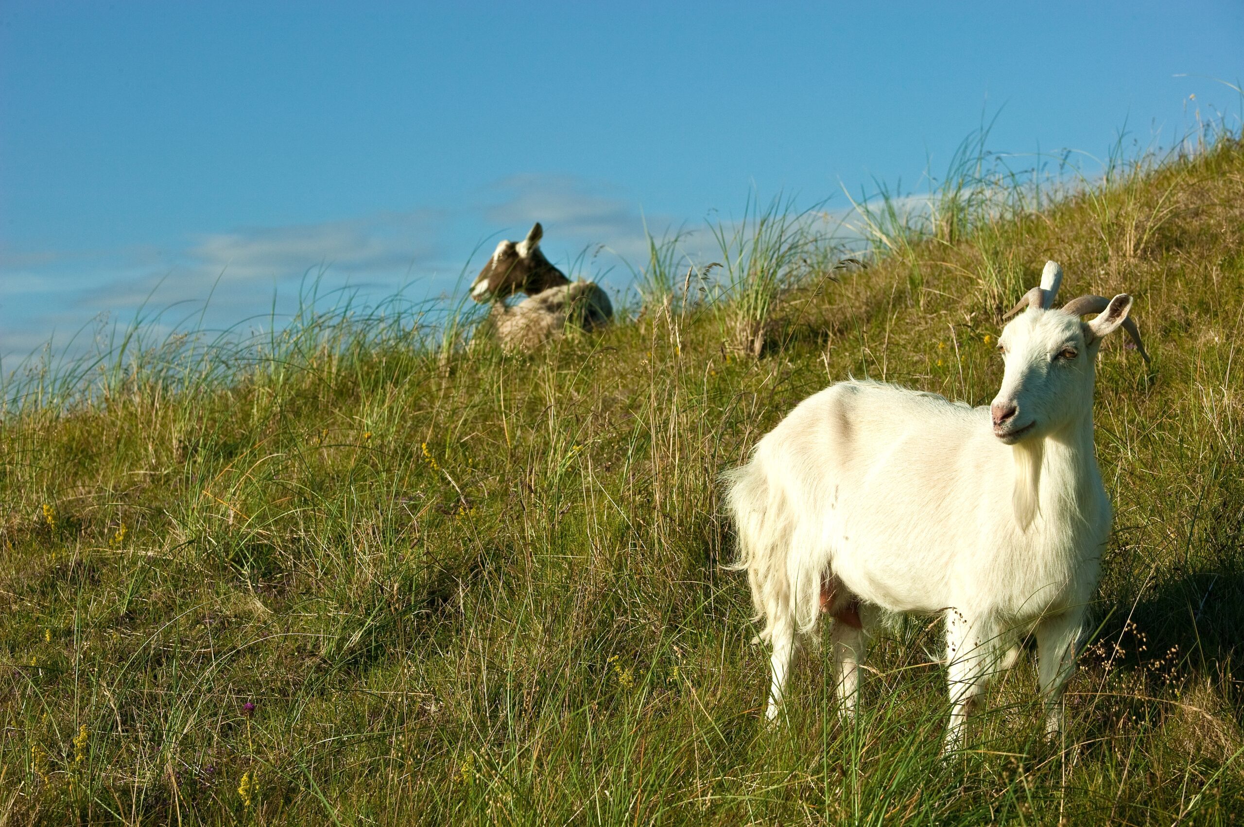 Lahinch Golf Club Goats