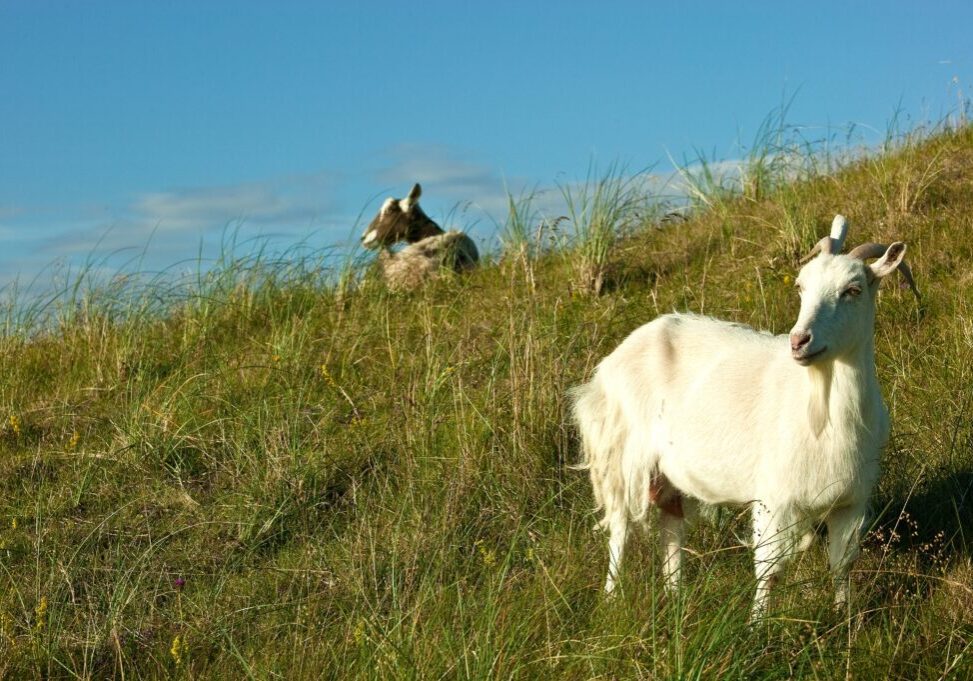 Lahinch-goats-4